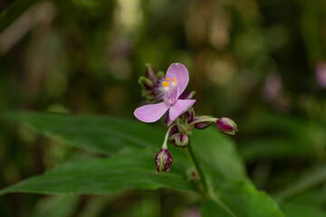 Fototapeta premium NATUREZA