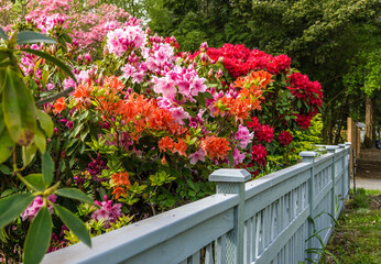 Fototapeta na wymiar Glorious Home Garden Close-up 3