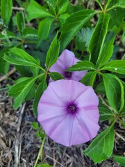 Purple flower in the garden