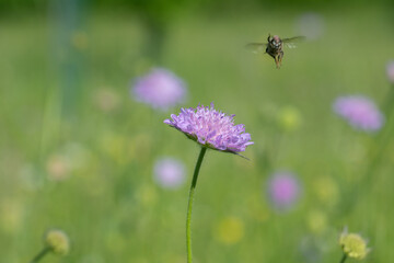 Blossom of a field scabious (Knautia arvensis) and a flying insect out of focus.