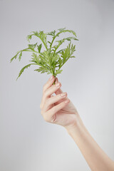 Front view of mugwort on hand model in white background