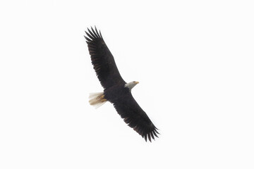Fototapeta premium eagle in flight
