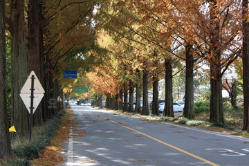 가을 낙엽이 떨어진 도로