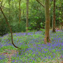 Woodland scene with a carpet of Bluebells. County Durham, England, UK.