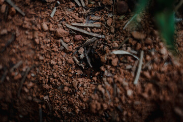 Ants 