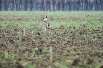 Brown european hare (Lepus europaeus) running away in countryside crossing cultivated agricultural fields - Concept of free wildlife in nature - coexistence between agriculture and wild animals
