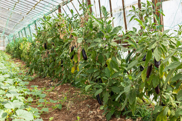 Agricultural Greenhouse with Aubergine vegetables