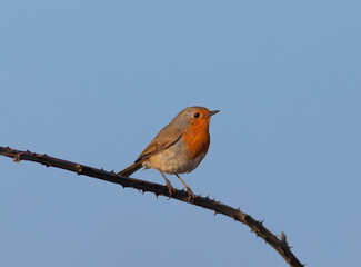 European Robin - Erithacus rubecula, standing on a branch
