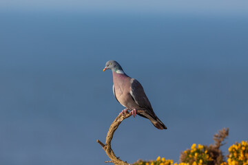 Wood pigeon (Columba palumbus) perched on a gorse branch