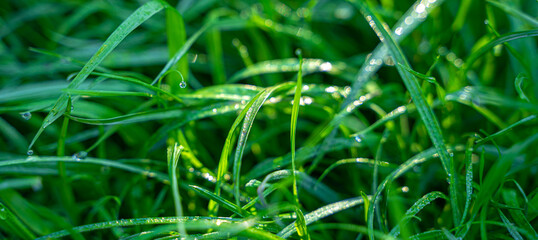 Green grass with dew drops in the rays of the sun. Side view. Selective focus.