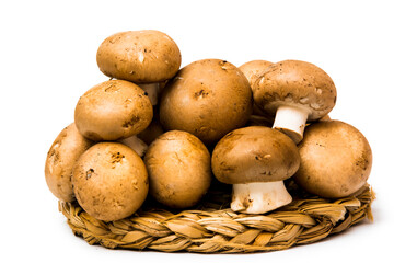 Mushrooms on white background