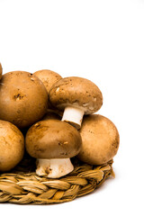 Mushrooms on white background