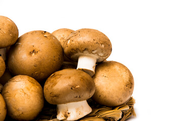 Mushrooms on white background