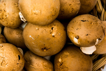 Mushrooms on white background