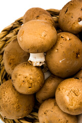 Mushrooms on white background