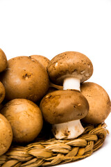 Mushrooms on white background