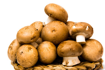 Mushrooms on white background