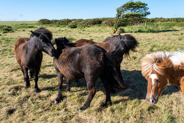 Group of ponies being used for vegetation control