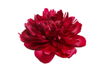 Burgundy peony flower isolated on white background