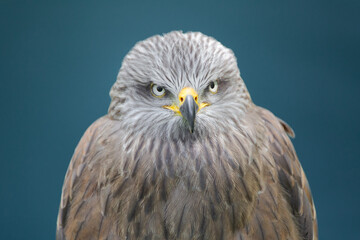 Primer plano de un Milano negro (Milvus migrans) sobre un fondo de color verde turquesa mirando fijamente