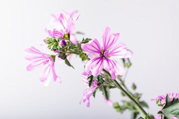 Malva sylvestris flowers.  Common mallow (Malva sylvestris) flowers. Wild Mallow Malva sylvestris on the white background.