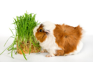 Guinea pig rosette on a white background. Fluffy rodent guinea pig eats green grass on colored...