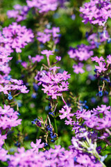 Beautiful flower close-up
