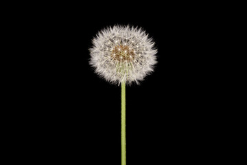 Dandelion with seeds against a black background.