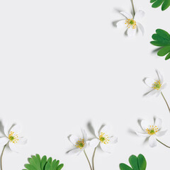 Floral flat lay with spring primroses flowers, Anemone Nemorosa blooming wildflower and green leaves on white background, spring season nature still life, field plant blooms, graphic florals