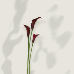 Dark purple Calla lily flowers on beige background with shadows. Nature flowery flat lay, pattern minimal style. Bouquet of fresh blooming flowers. Bloom Calla lilies top view floral still life