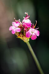 Beautiful flower close-up