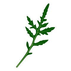 Arugula herb vector icons.
