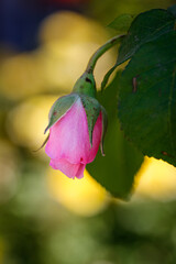 Beautiful flower close-up