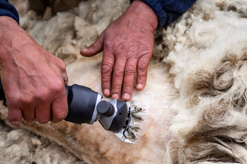 Farmer's hands cutting sheep's wool with an electric machine. Shearing the wool of sheep close-up.