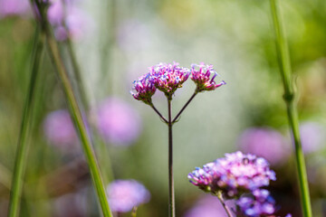 Beautiful flower close-up