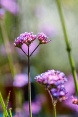 Beautiful flower close-up