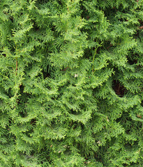 Thuja hedge texture. Arborvitae plant pattern. Gardening hedge background
