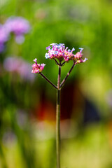 Beautiful flower close-up