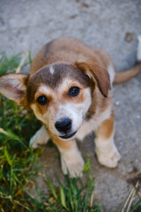 Naklejka na ściany i meble Cute terrier puppy posing on the grass