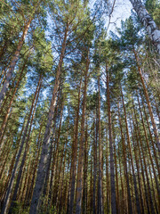 Pine forest. Tall tree trunks stretch upwards. Beautiful summer view