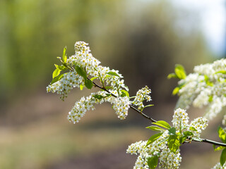 Bird cherry flowers close-up. Blooming tree. spring sunny day
