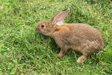 Young brown rabbit eating grass in the pasture at a Summer's evening.