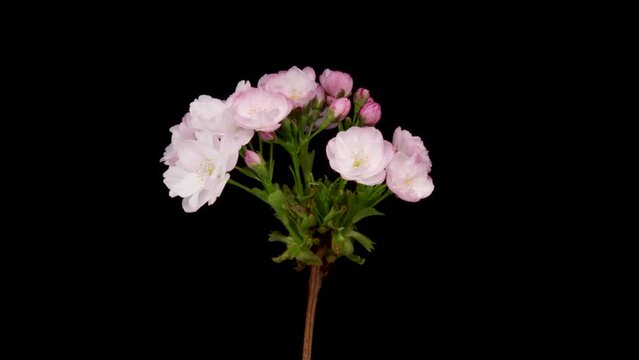 Time-lapse of a pink flowers cherry blossom. Spring flower Sakura blooming on black background.