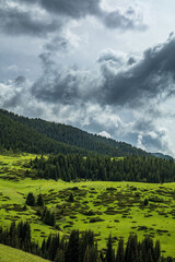 landscape with grass and clouds