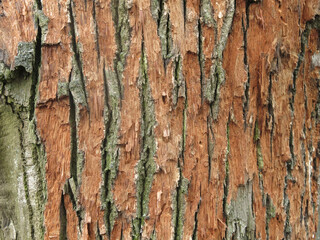 scuffed brown living bark of an old tree