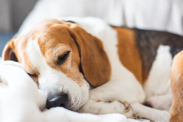 Adult male beagle dog sleeping on pillows. Shallow depth of field.