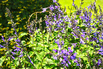 Fototapeta premium Curving Salvia Stems with Purple Blossoms Growing in Dense Sunlit Green Foliage