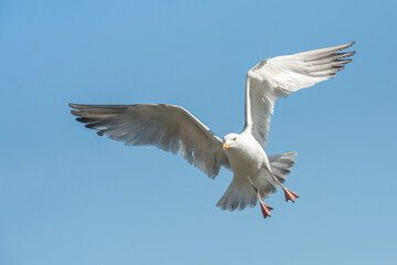 closeup of a seagull in flight and changing direction - 506476773