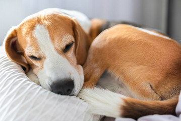 Adult male beagle dog sleeping on pillows. Shallow depth of field.