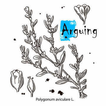 Arguing vector black and white sketch of a herb Polygonum aviculare. Botanical plant illustration. Vintage medicinal herb sketch.